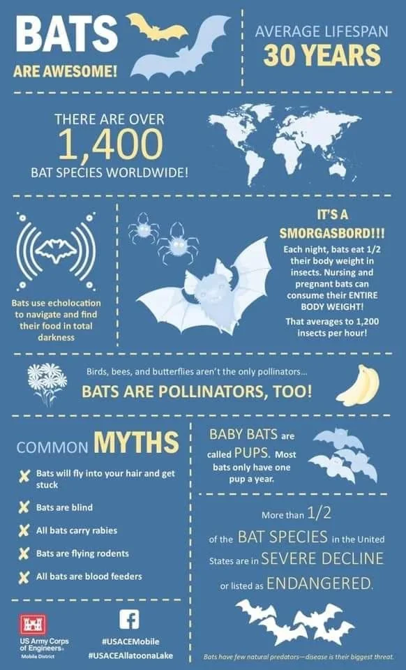 State of India’s Bats Report